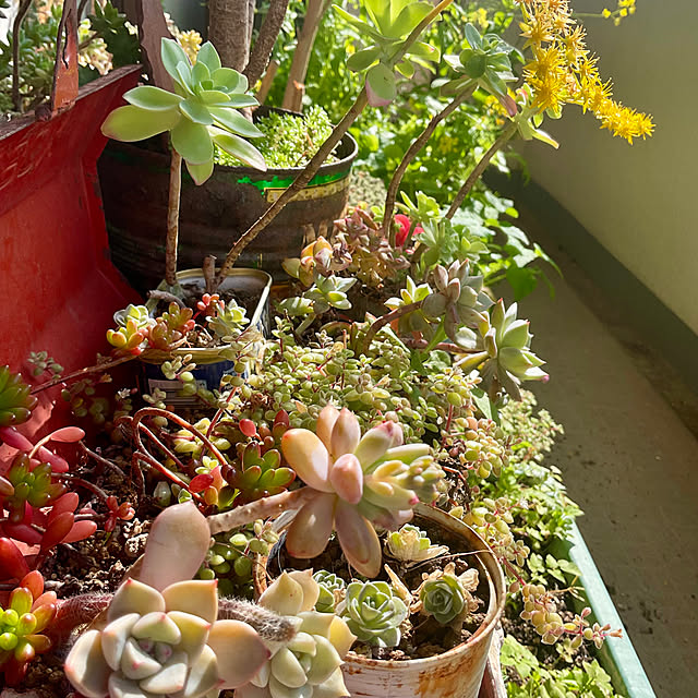 heidiさんの実例写真