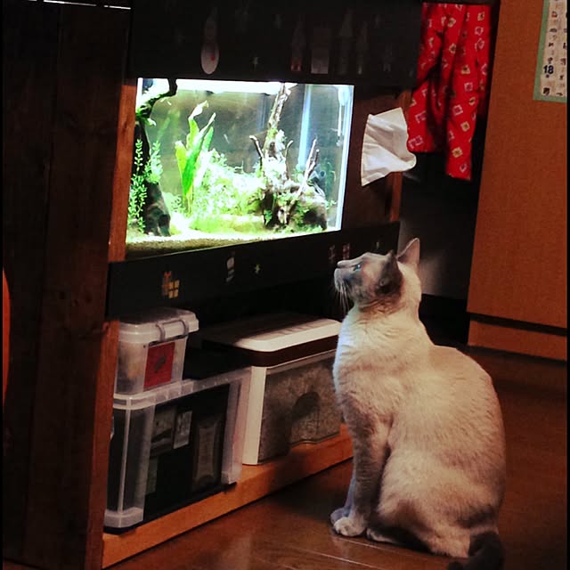 poiさんの実例写真