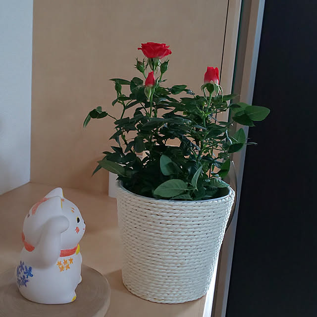 KOHAKUさんの実例写真