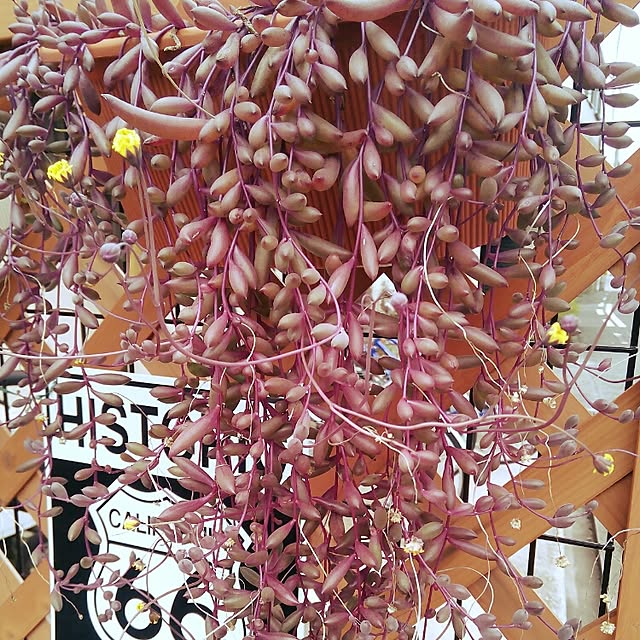 VERANDARJUNさんの実例写真