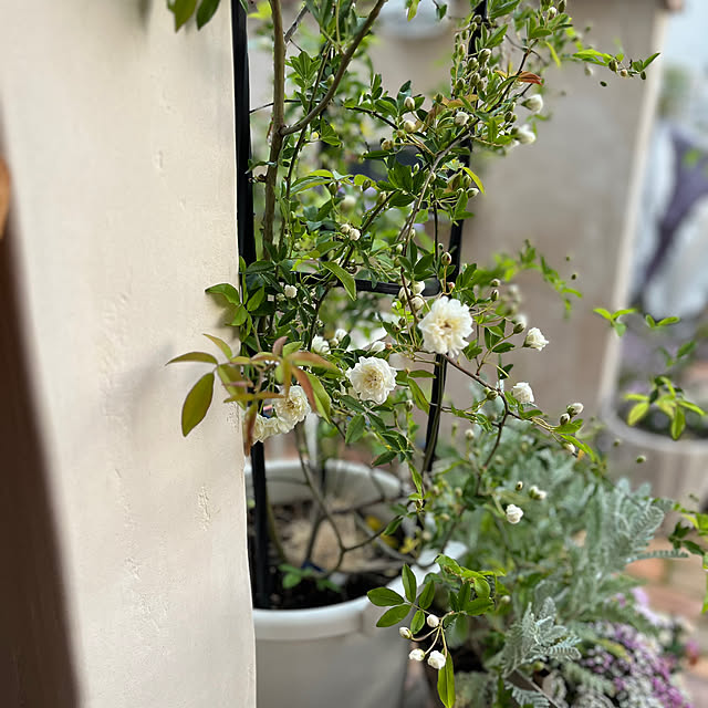 sakuraさんの部屋