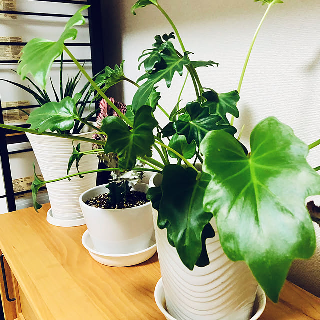 hanachanさんの部屋