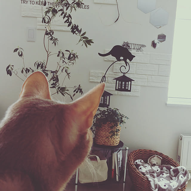 megu.catさんの実例写真