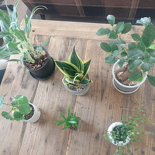 観葉植物/ガーデニング/部屋全体のインテリア実例 - 2020-08-05 10:08:44