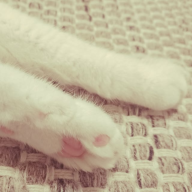 Akariさんの実例写真