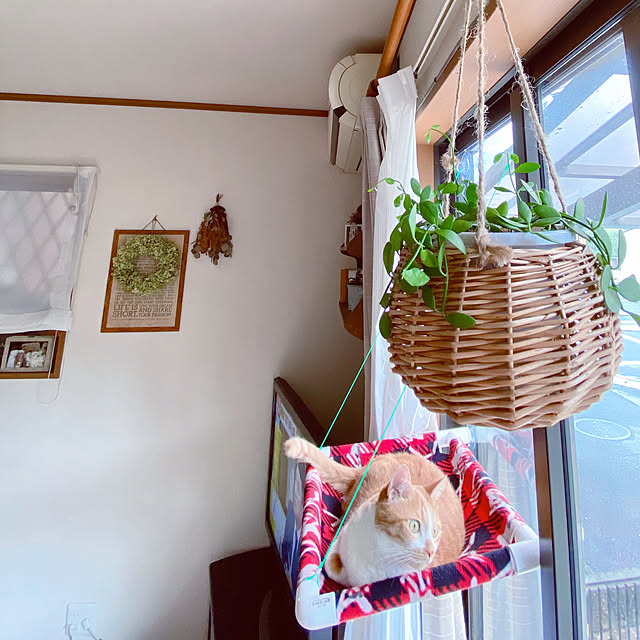 cocomaroさんの実例写真