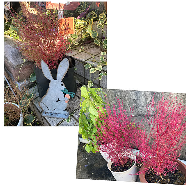 CoCo0617さんの部屋