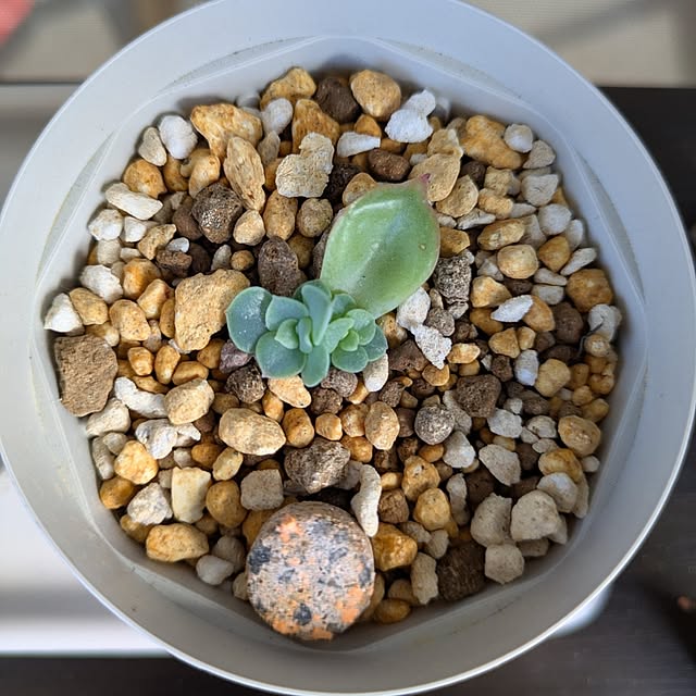 mi-saさんの実例写真