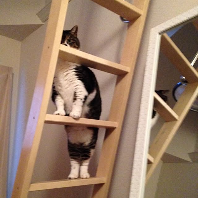 piyopicoさんの実例写真
