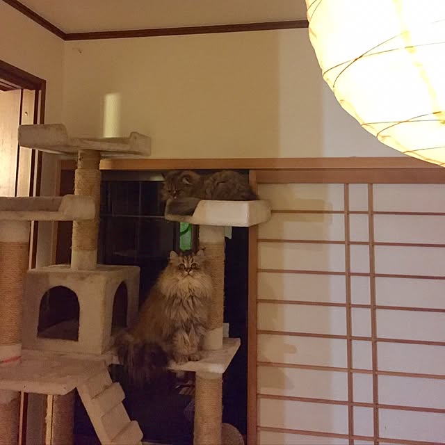 butachanさんの実例写真