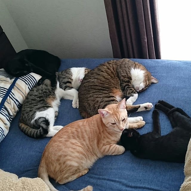 shiiiさんの実例写真