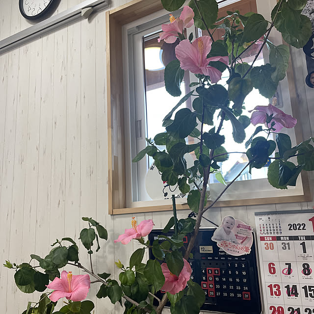 naoさんの実例写真