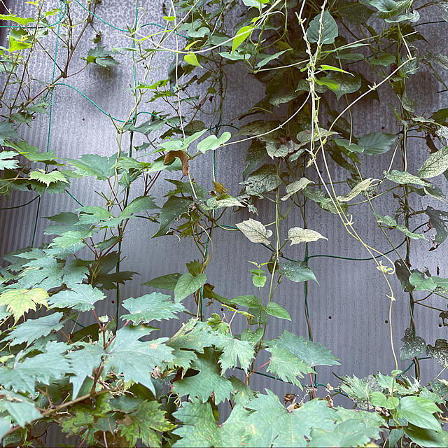 chouryuさんの実例写真