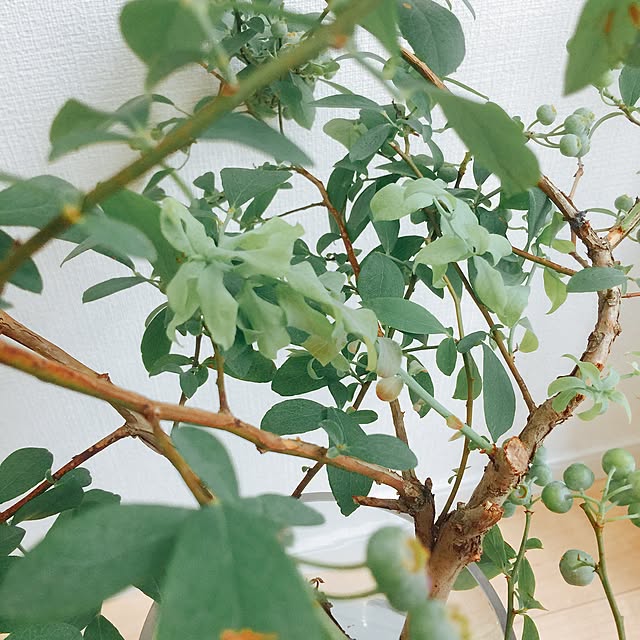 rururuさんの実例写真