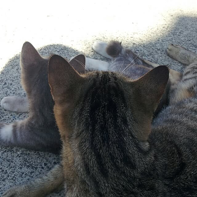 toさんの実例写真