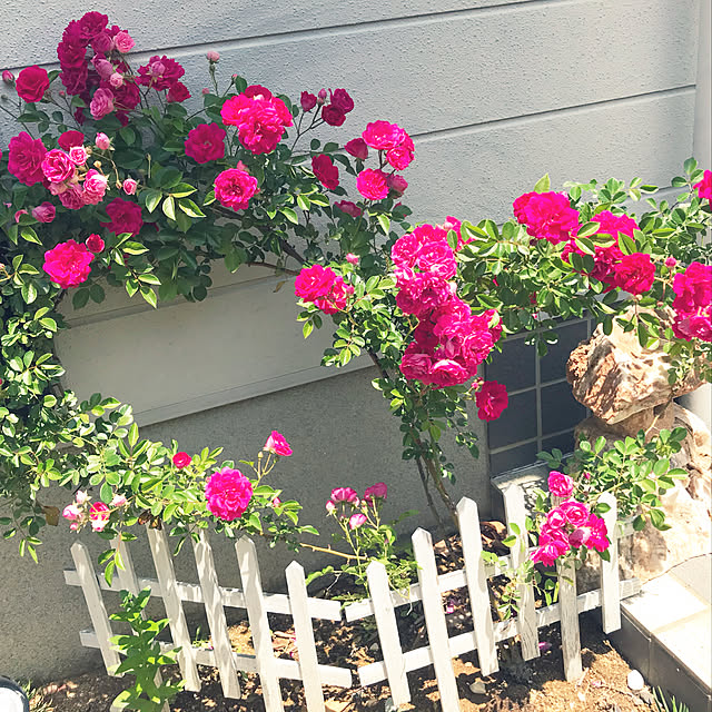 roseさんの実例写真