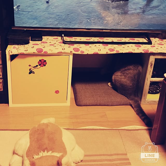 oyumiさんの実例写真