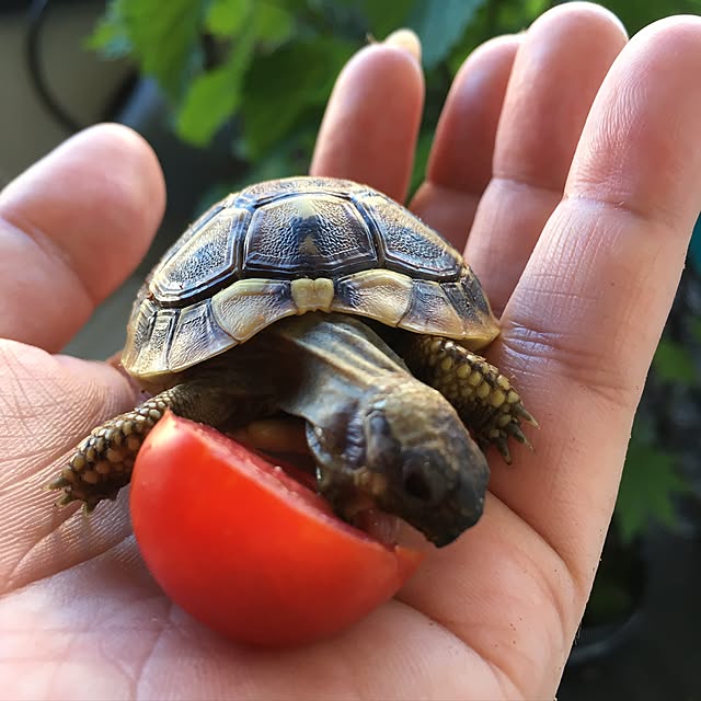 Ryokoさんの実例写真
