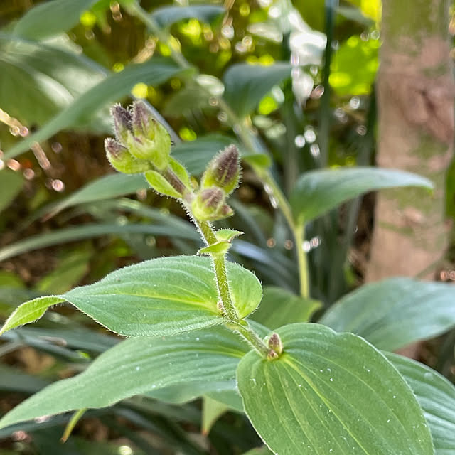 buchiさんの部屋