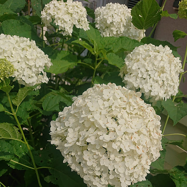 4-mamaさんの実例写真