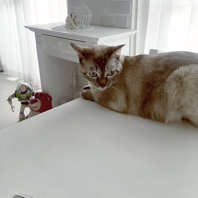 noelさんの実例写真