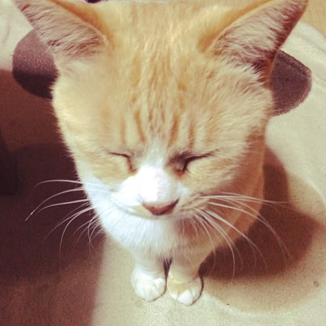 Lehuaさんの実例写真