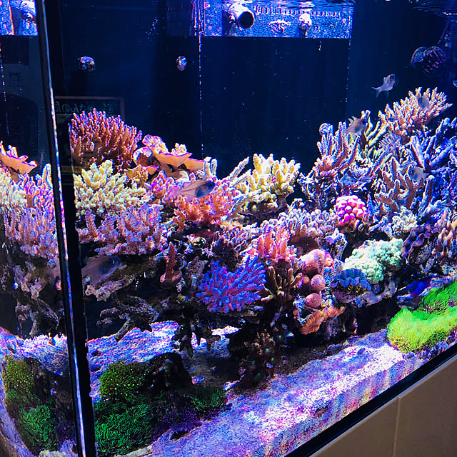 aquarium_seaさんの実例写真
