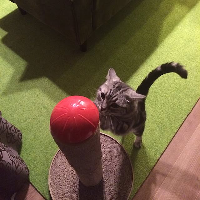 mikomaruさんの実例写真