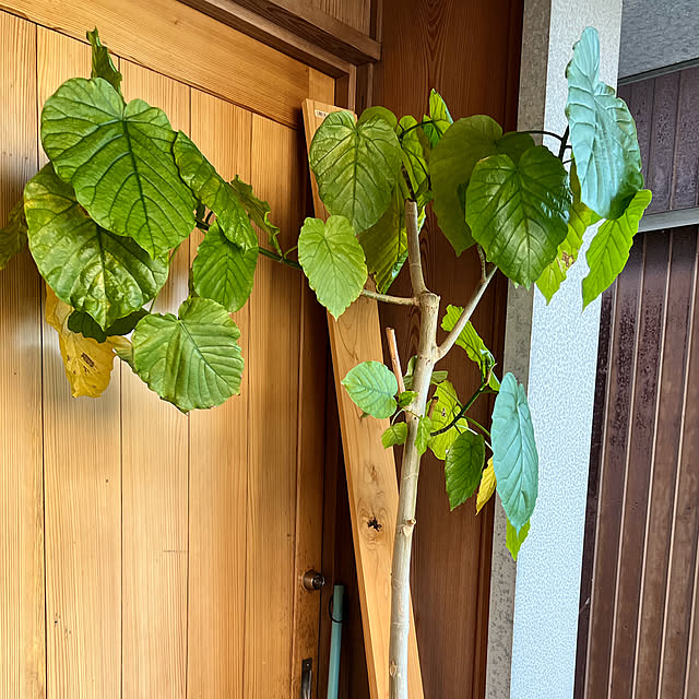 和風の家/植物のある暮らし/玄関/入り口のインテリア実例 - 2022-08-30 22:32:45