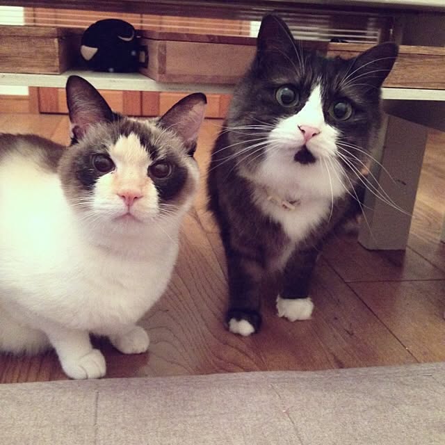 実例写真