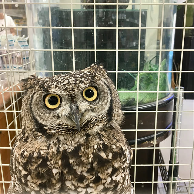 tututu0204さんの実例写真