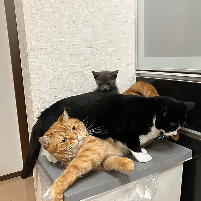nekoさんの部屋