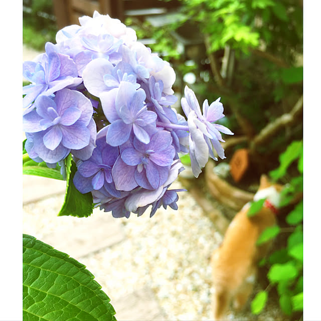mintcatさんの実例写真