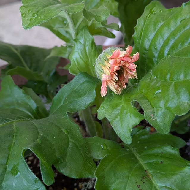 mi-saさんの部屋