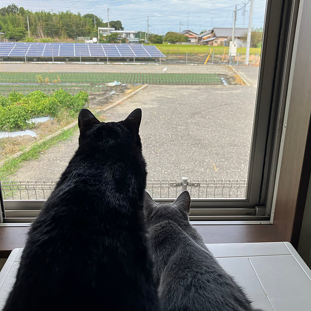 nekoさんの実例写真
