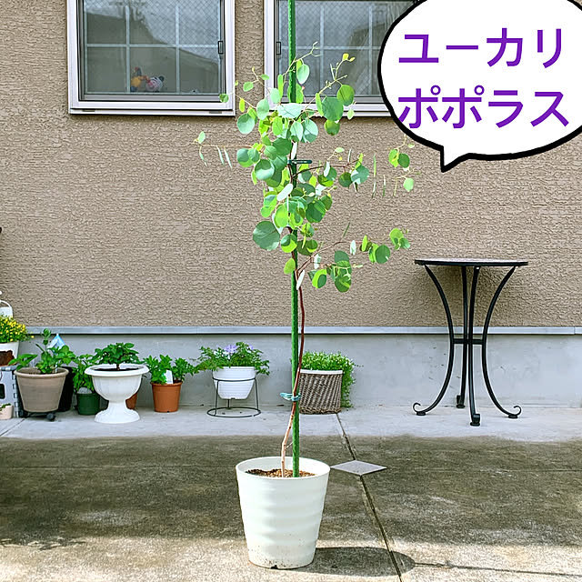 eshinobumさんの実例写真
