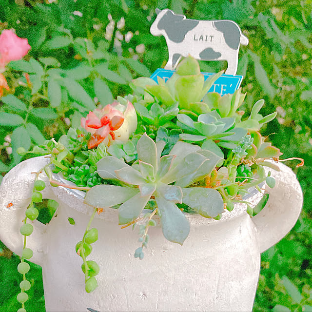 Hanakaさんの部屋