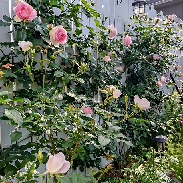 ponchanさんの部屋