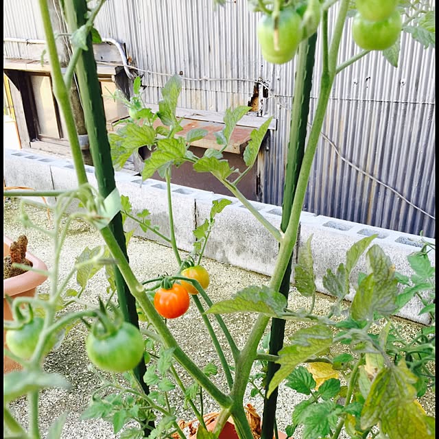 mamiさんの実例写真