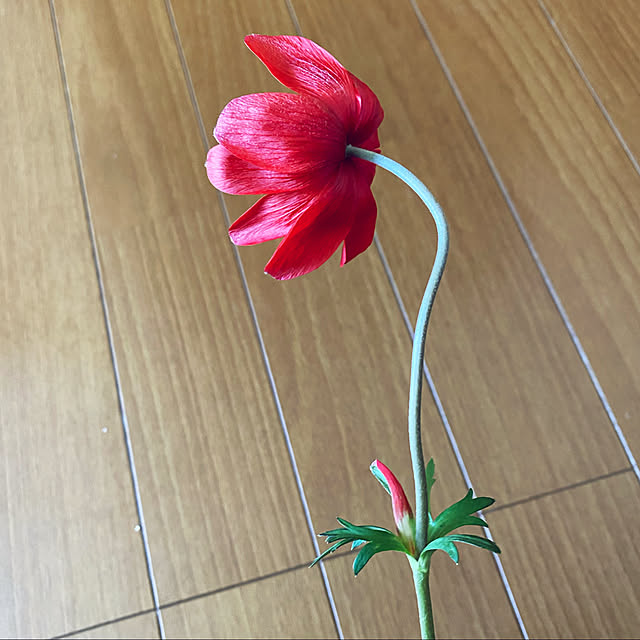 kaochanさんの実例写真