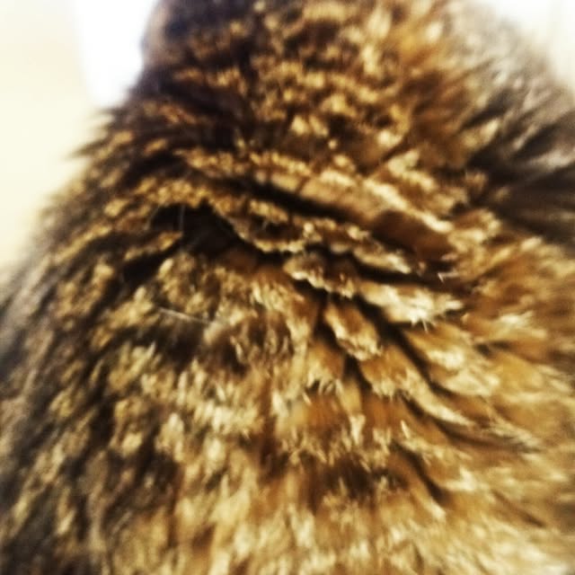 kittenblueさんの実例写真