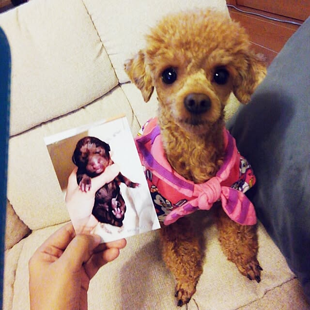 chipinoさんの実例写真