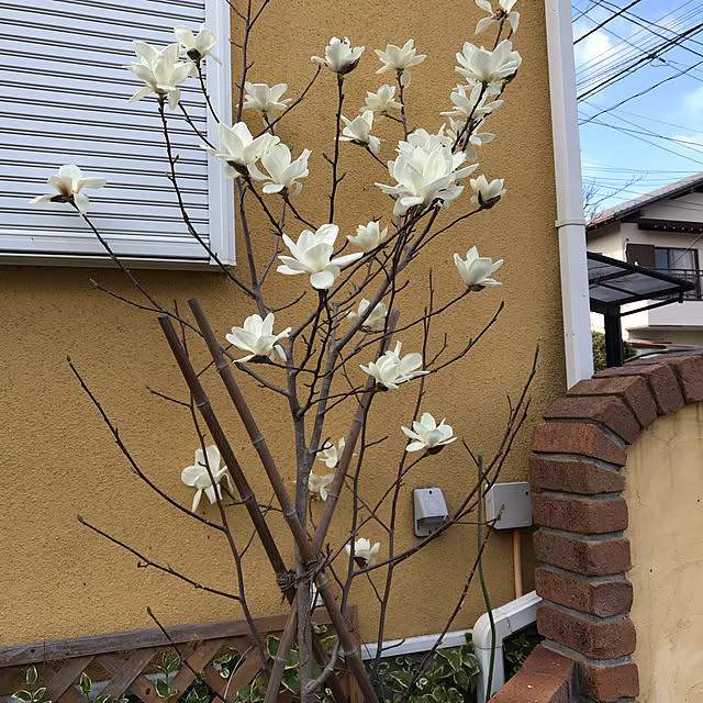 春/春だね〜/いいねをありがとうございます❤️/白木蓮/木蓮の花...などのインテリア実例 - 2020-03-10 20:34:16