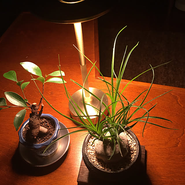happy-sachiさんの実例写真