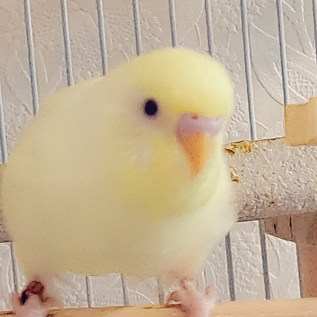 blueさんの実例写真