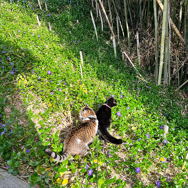 jijiさんの実例写真