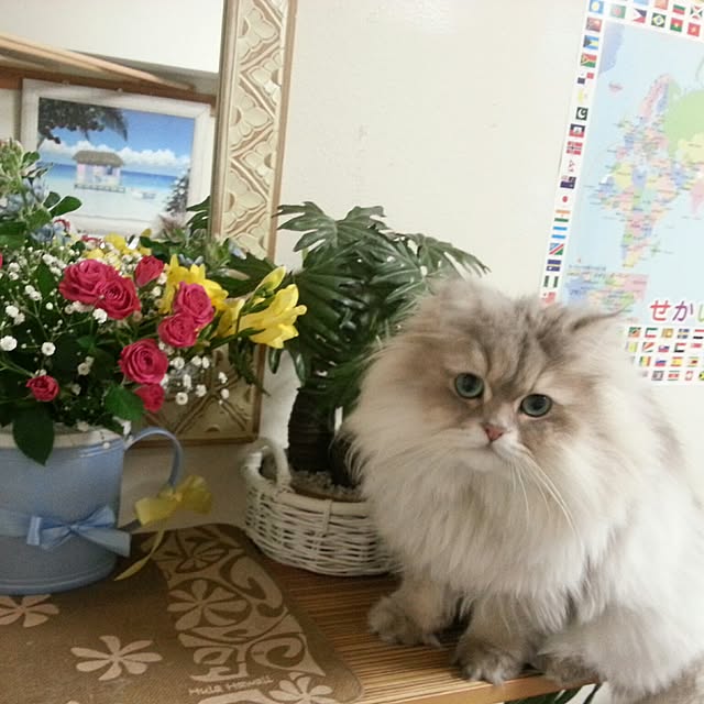 mistycatさんの実例写真