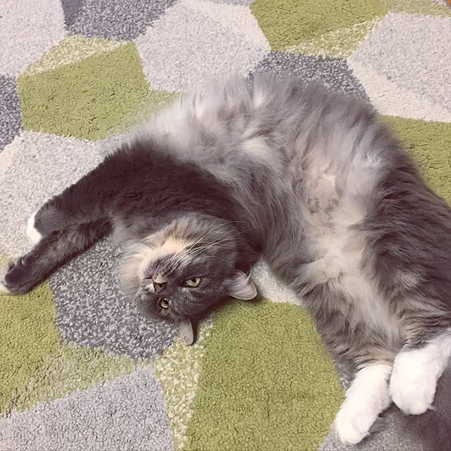 mii-tanさんの実例写真