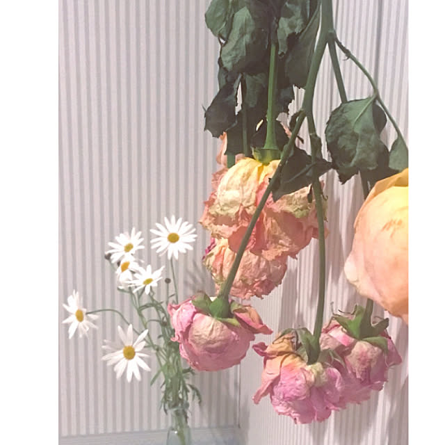 Claraさんの実例写真
