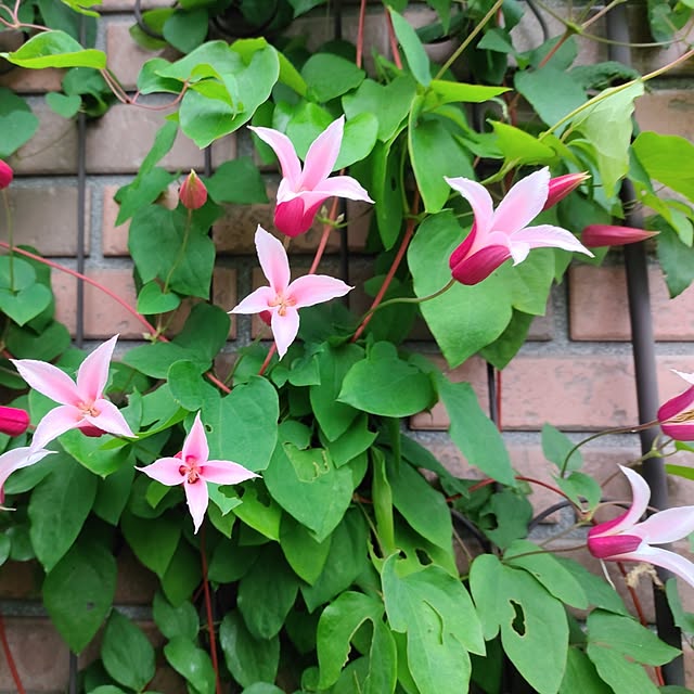 kiraさんの部屋
